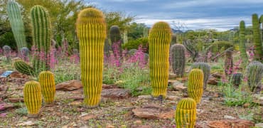 Desert Botanical Garden