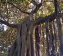 Dodda Alada Mara (Big Banyan Tree)