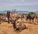 Camel Market